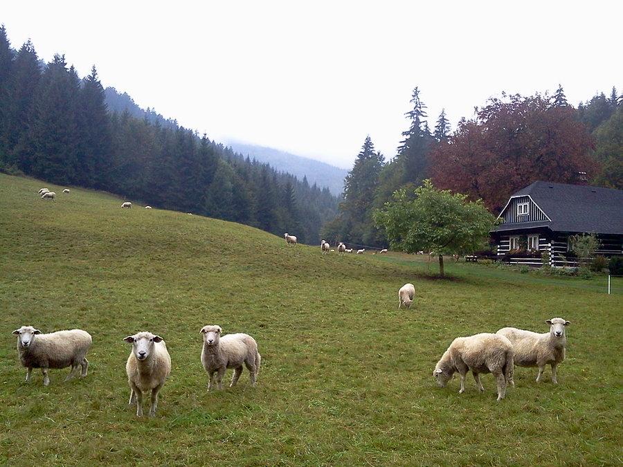 Owieczki pod Łysą
