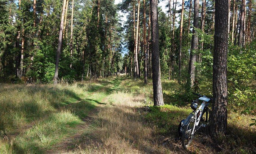 Lasy Lublinieckie