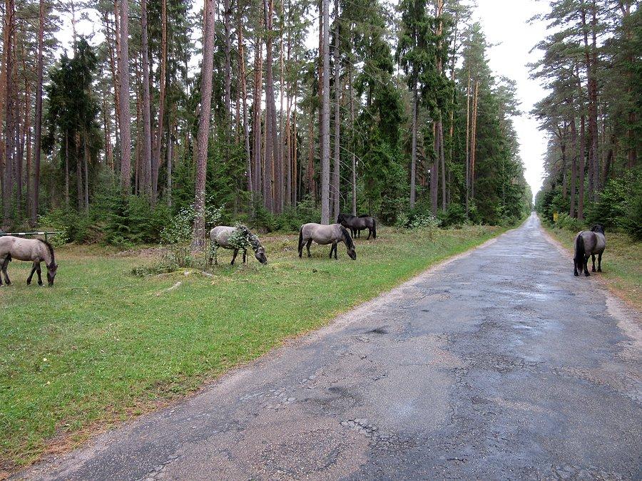 Koniki polskie wyszły nam na powitanie :-)