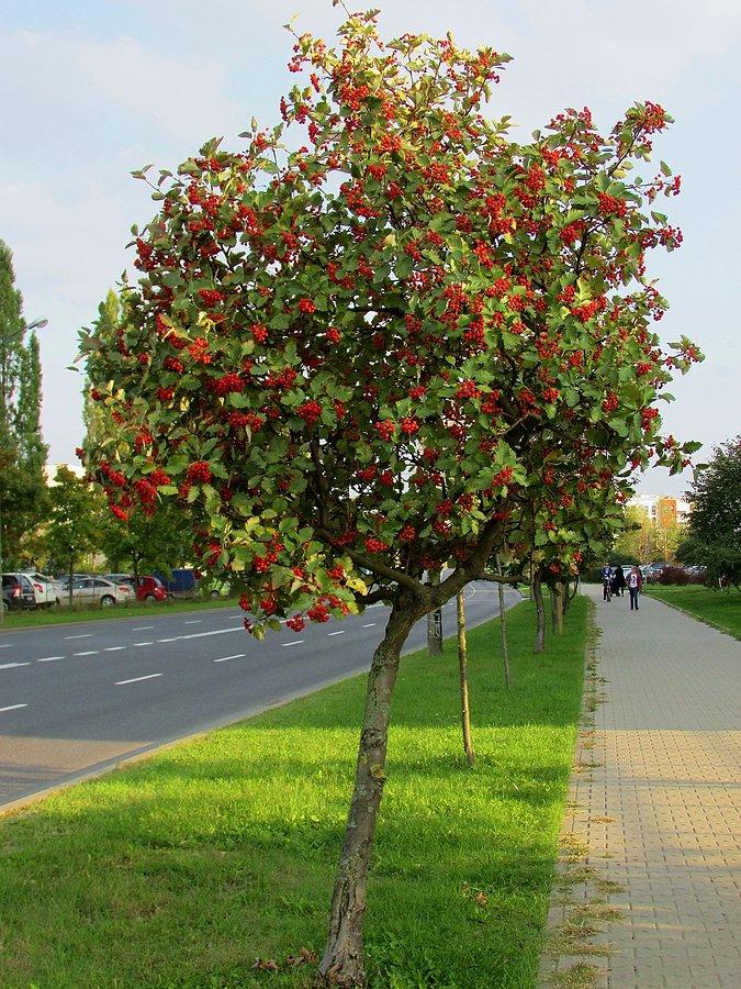 Jarząb szwedzki