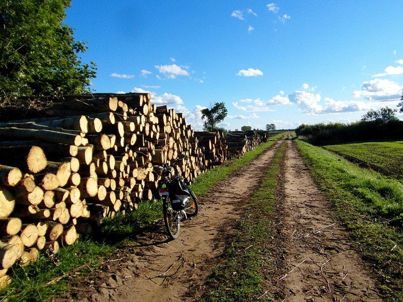 Kawałek lasu na Żuławach