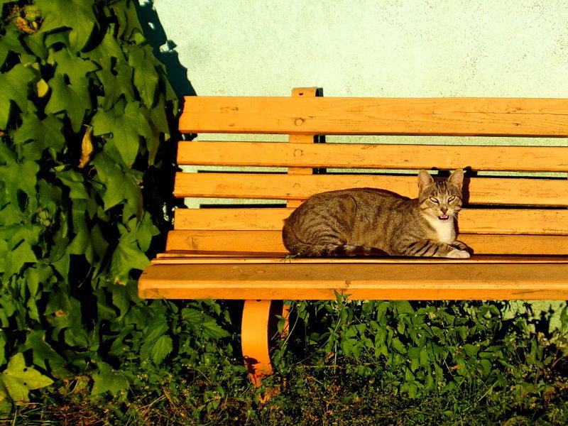Kotek