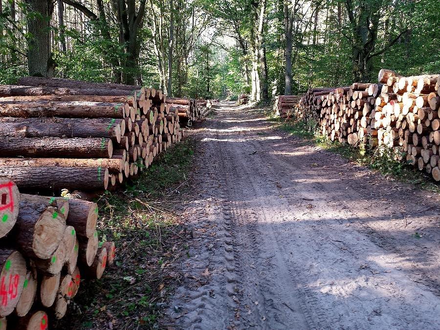 Droga z Jezierzyc do Płoni