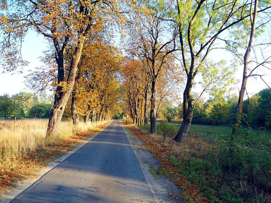 Ładna droga z Gołuchowa