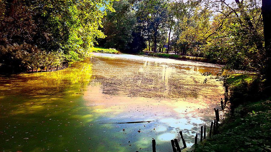 Park w Pszczynie
