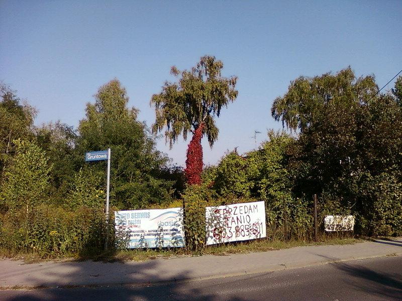 Brzoza z winoroślą