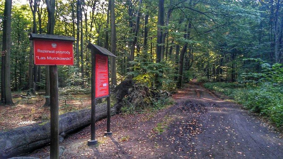 Informacja o rezerwacie Murckowskim