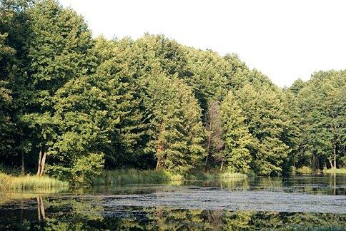 Jeden ze stawów nad Gacią