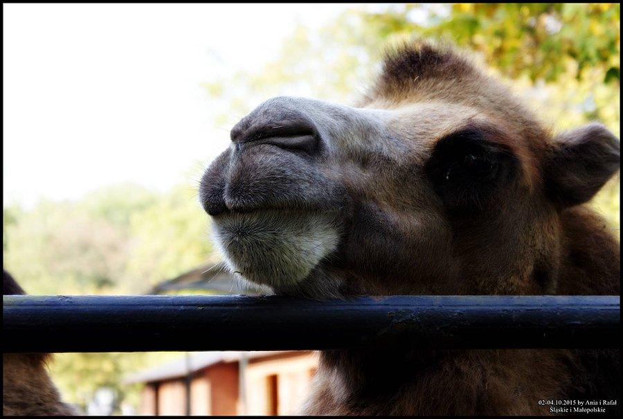 Śląski Ogród Zoologiczny