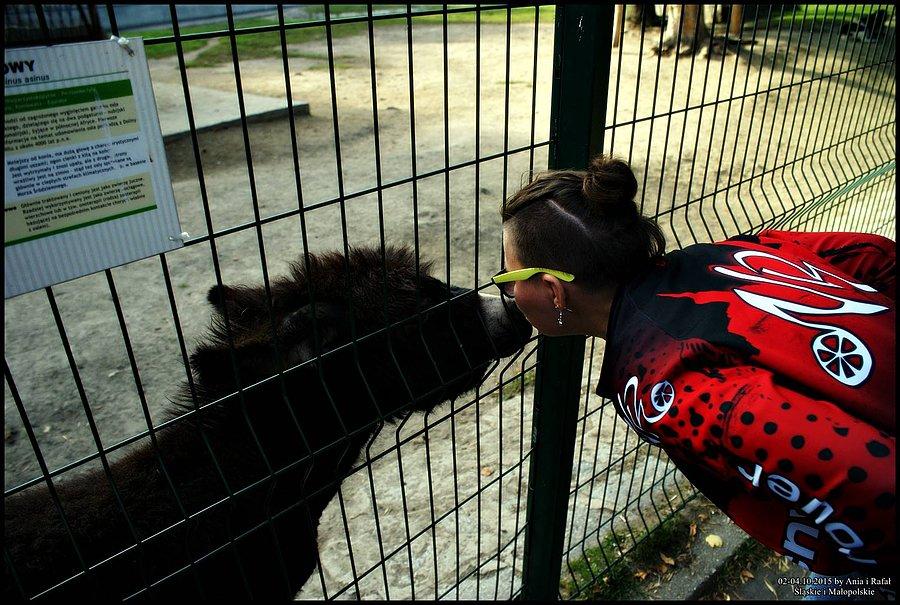 Śląski Ogród Zoologiczny. Buzi Buzi!