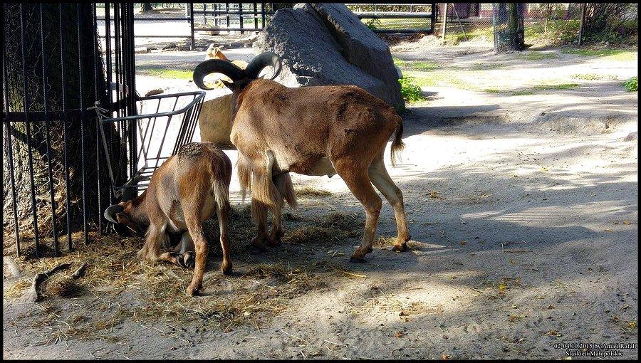 Śląski Ogród Zoologiczny. Jemy na klęczkach