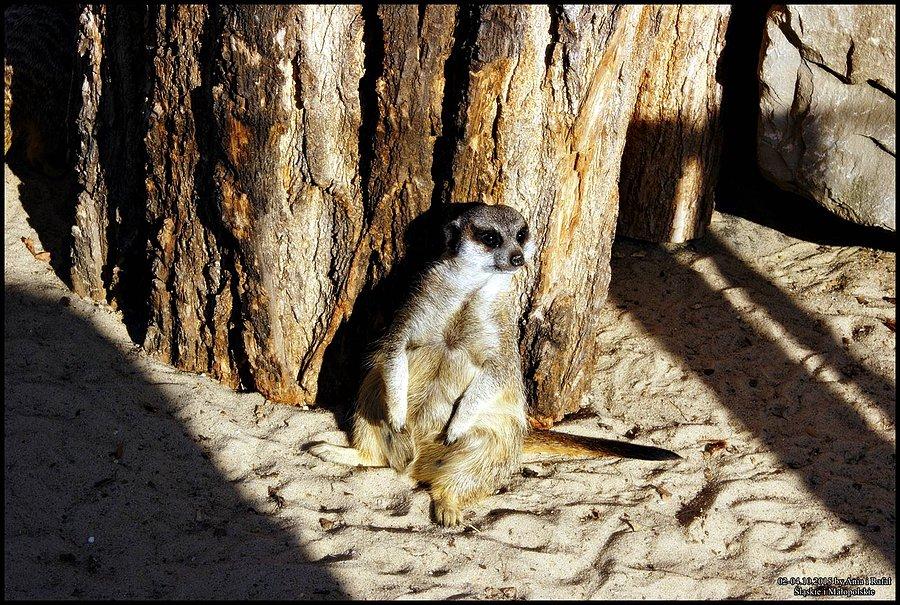 Śląski Ogród Zoologiczny