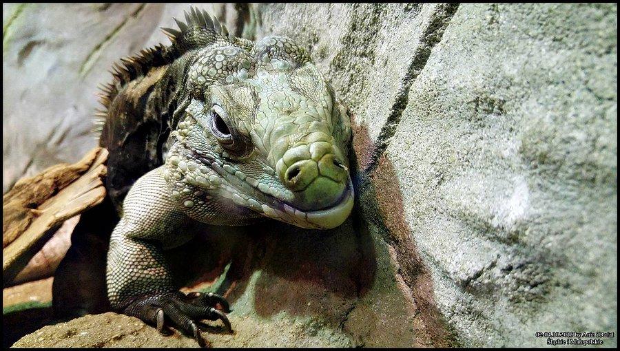Śląski Ogród Zoologiczny