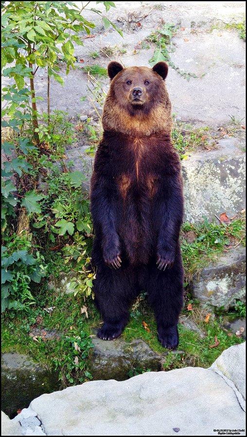 Śląski Ogród Zoologiczny. Posiedzę i popatrzę na tych ludzi patrzących na mnie