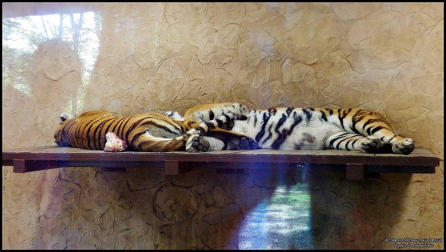 Śląski Ogród Zoologiczny. Drzemka po obiadku :)