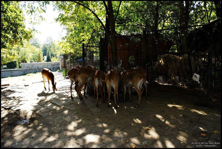 Śląski Ogród Zoologiczny. Dupny ten interes