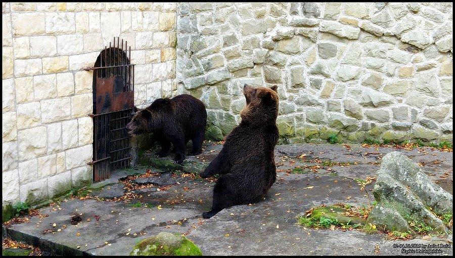 Śląski Ogród Zoologiczny. Może coś rzucą do jedzenia?