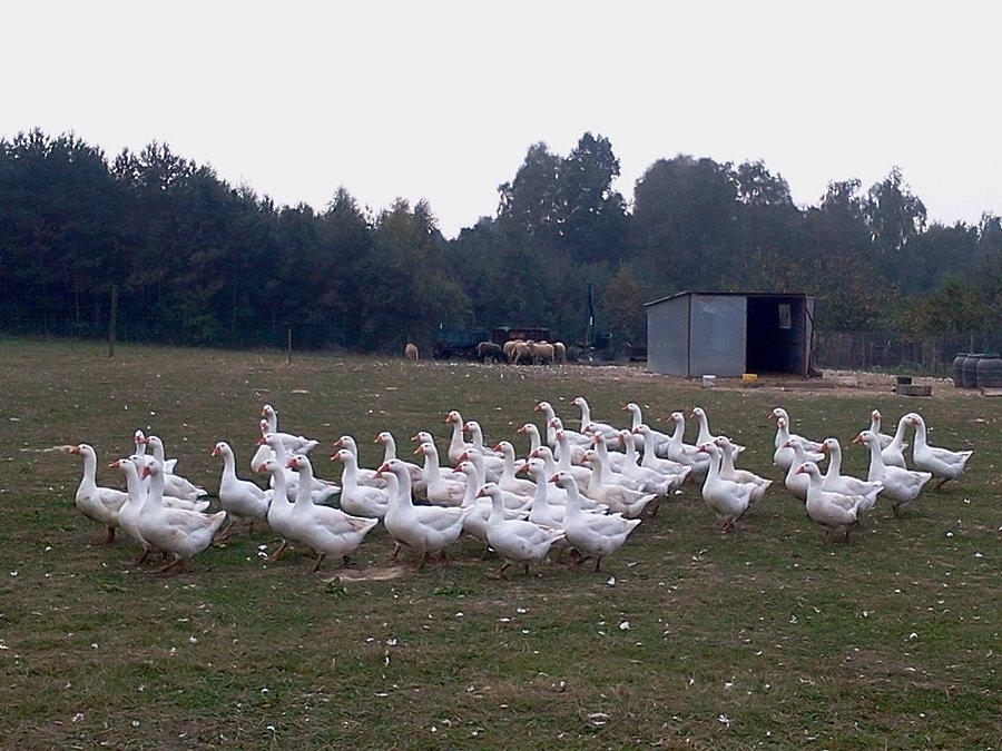 W prawo zwrot