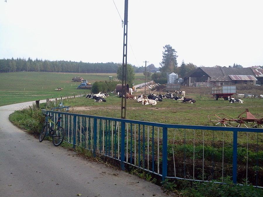 Znowu bydło