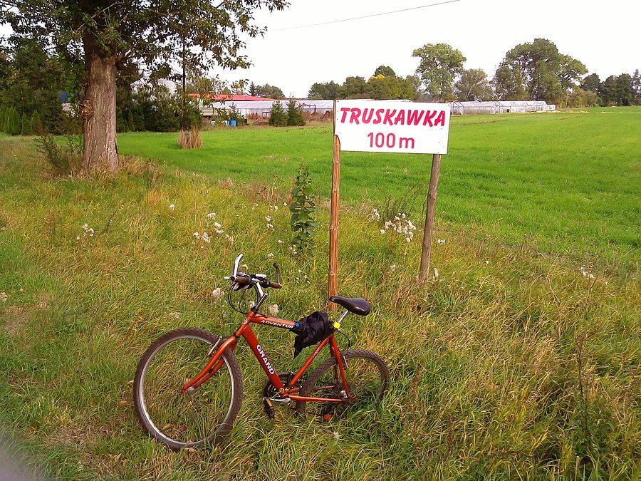 Truskawka - mutant