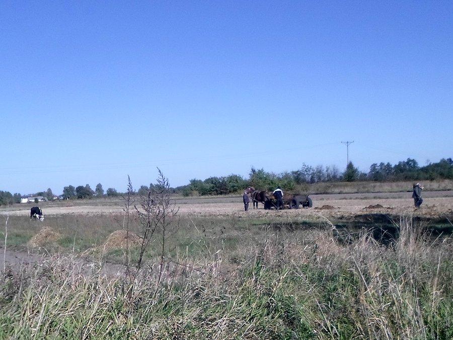 Rozrzucanie obornika, zapach się nie utrwalił na karcie pamięci