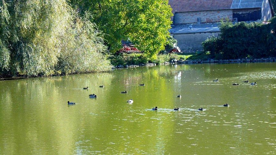 Staw w Kołowie