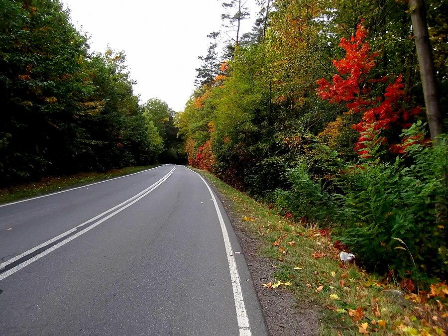 Kolorowy las w okolicy Rogowa