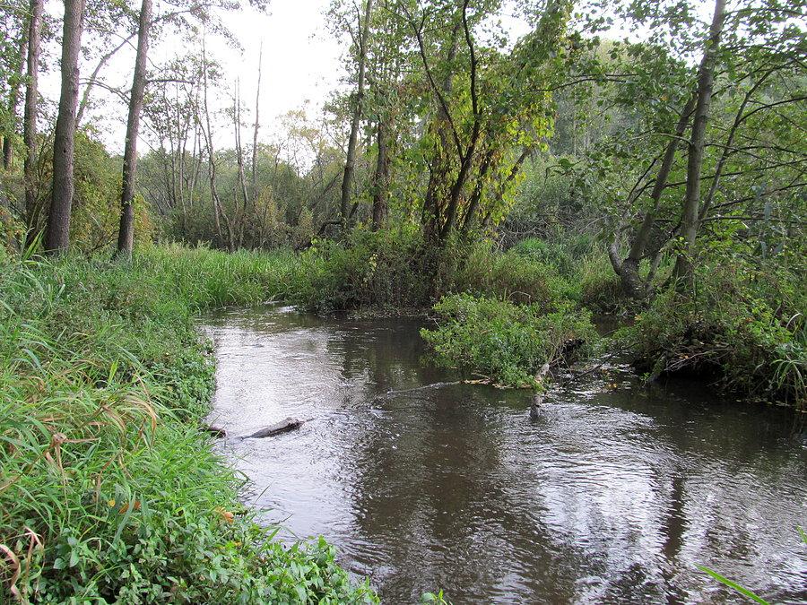 Mrożyca