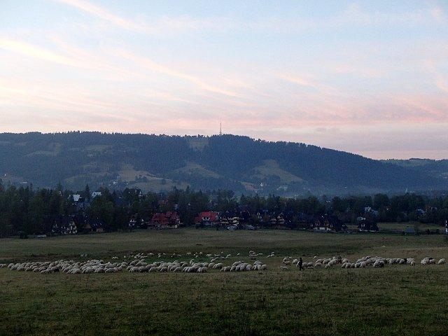 Wypas owiec i jeszcze raz Gubałówka