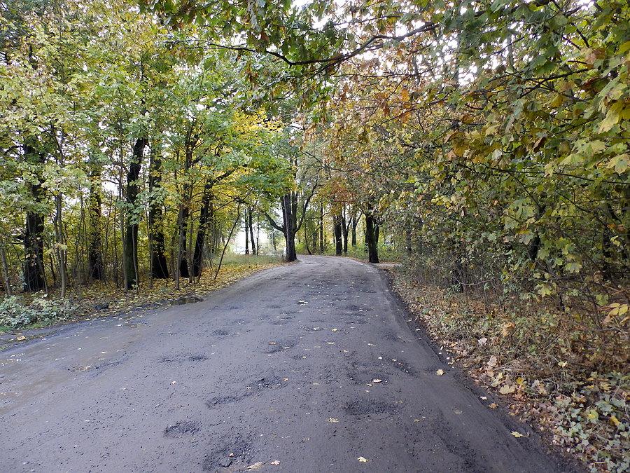 Las Leśnicki