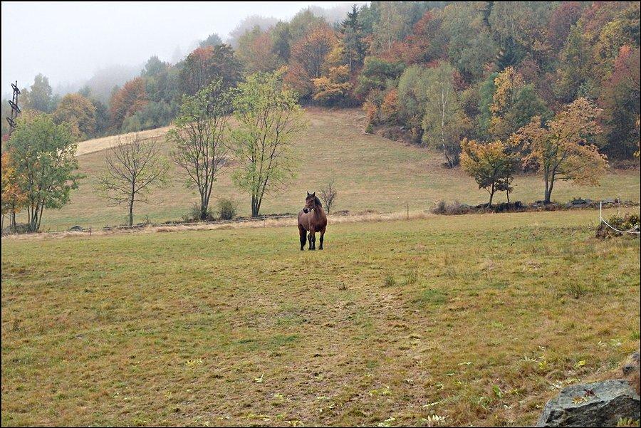 Koń nieopodal Bukowej Chaty