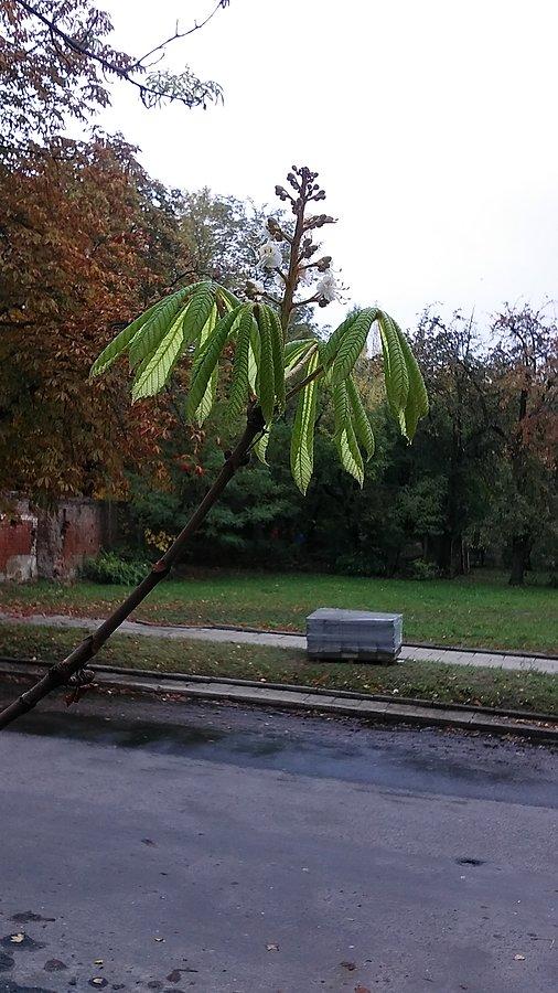 Kwitnący kasztan