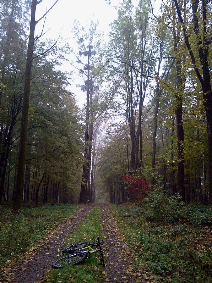 Las Kamieniec