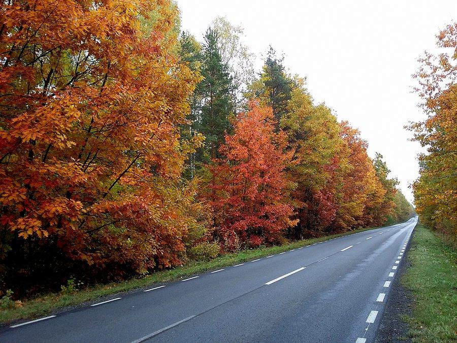 Jesienią nawet asfalt nie musi być nudny
