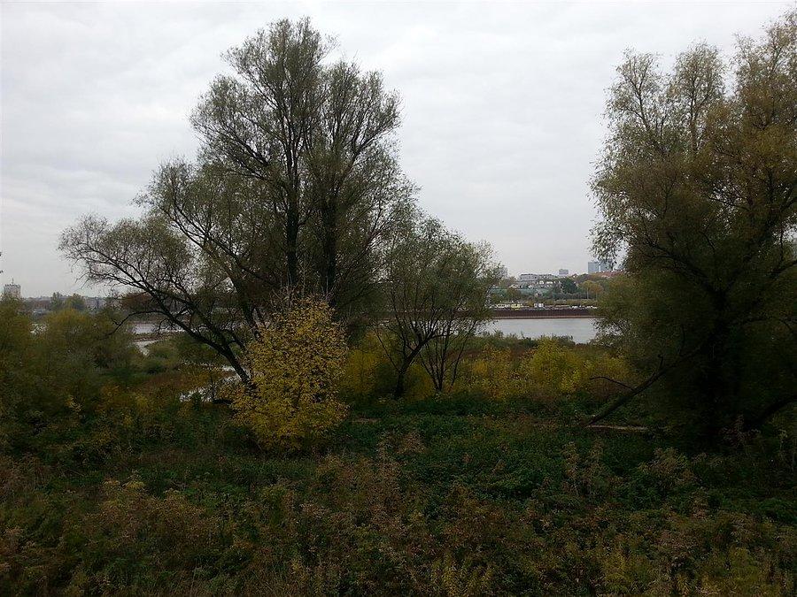 Krzaczory nad Wisłą na Pradze