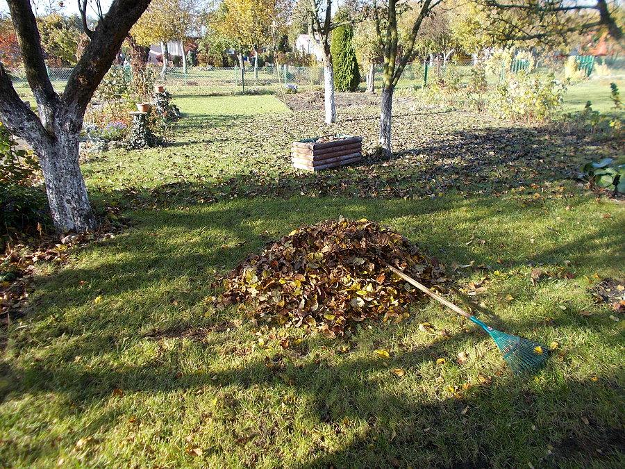 Działkowe grabienie liści