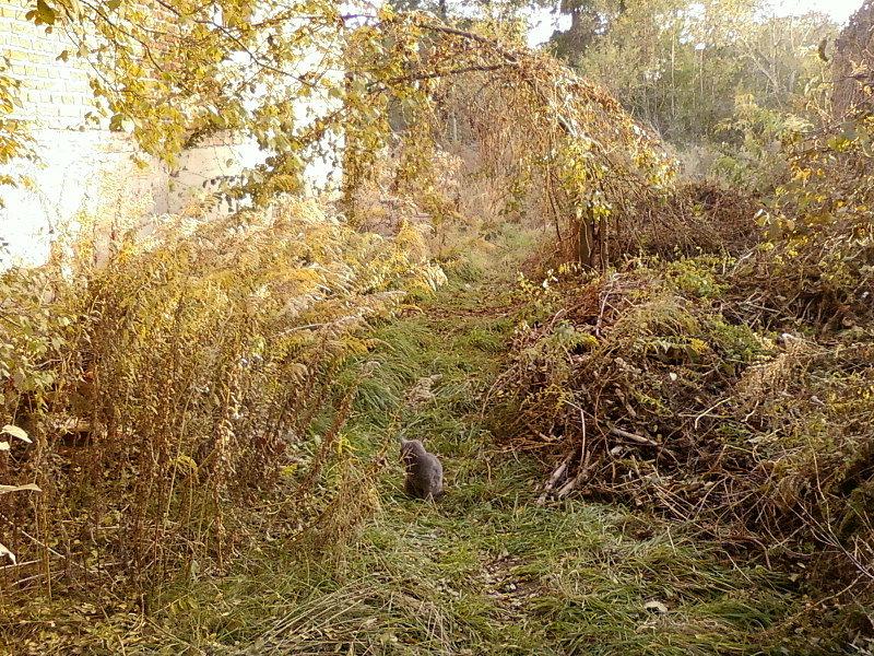 Kot strażnik
