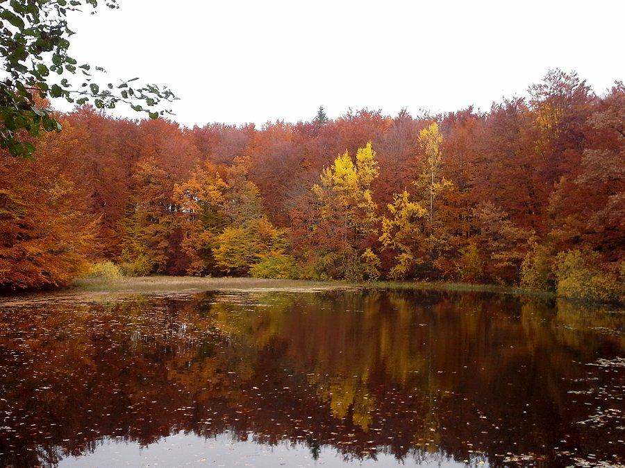 Leśny staw