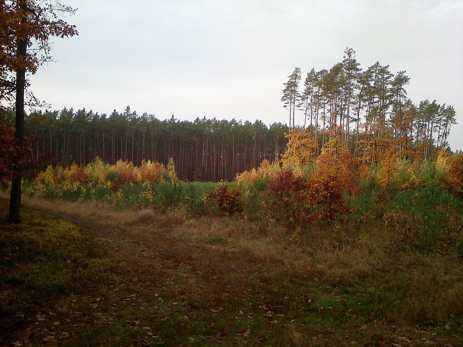 Bardzo kolorowo