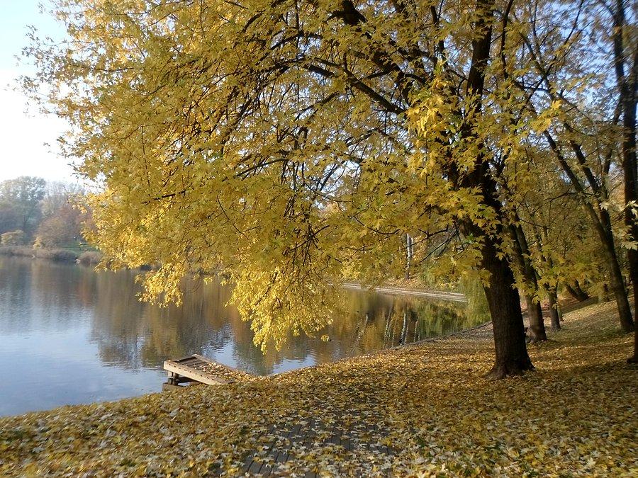 Drzewo nad stawem