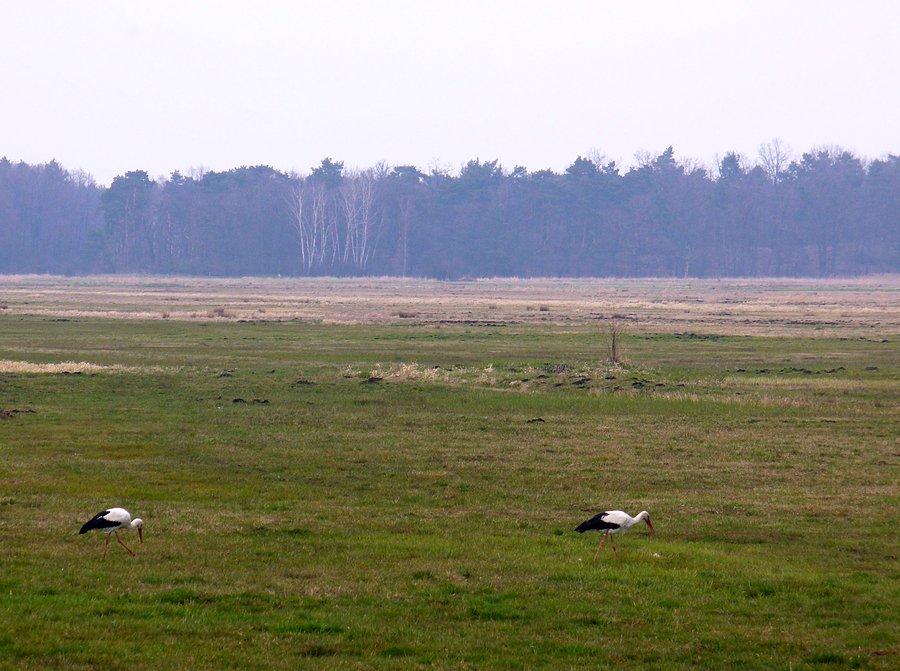 Łąki Zaborowskie