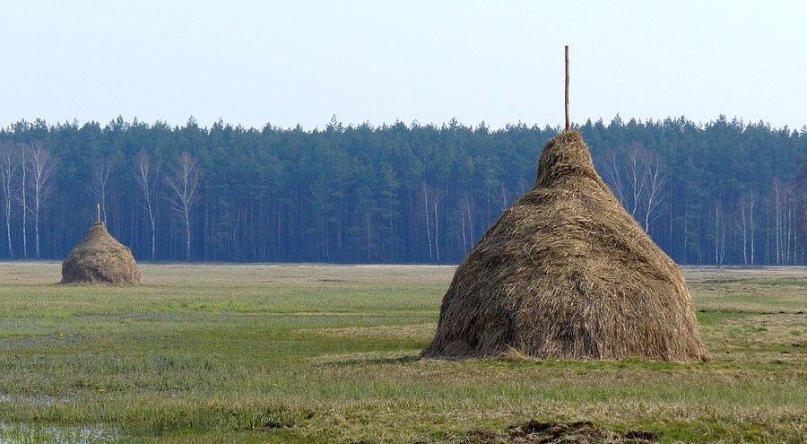 Łąki w Kampinoskim PN