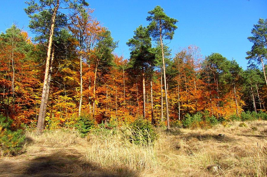 Jesień w Sokolich