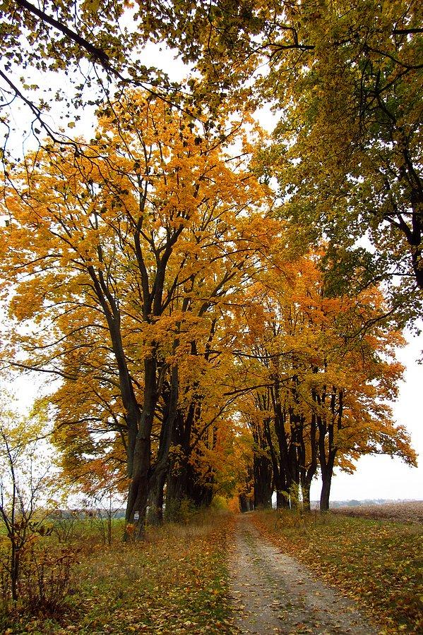 Aleja klonowa jesienią