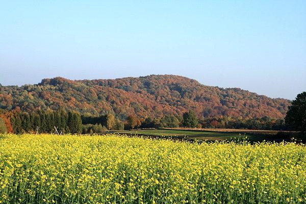 Świniogóra