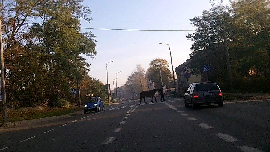Jaki Qń jest każdy widzi