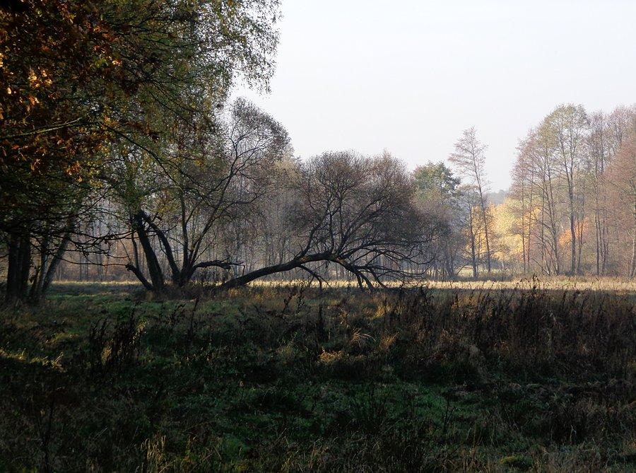 Zaborowskie Łąki, Kampinoski PN