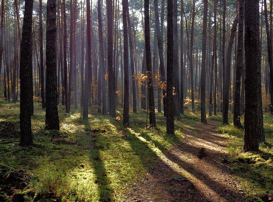 Las w okolicy Dużej Góry pomiędzy Roztoką a Łubcem. Puszcza Kampinoska