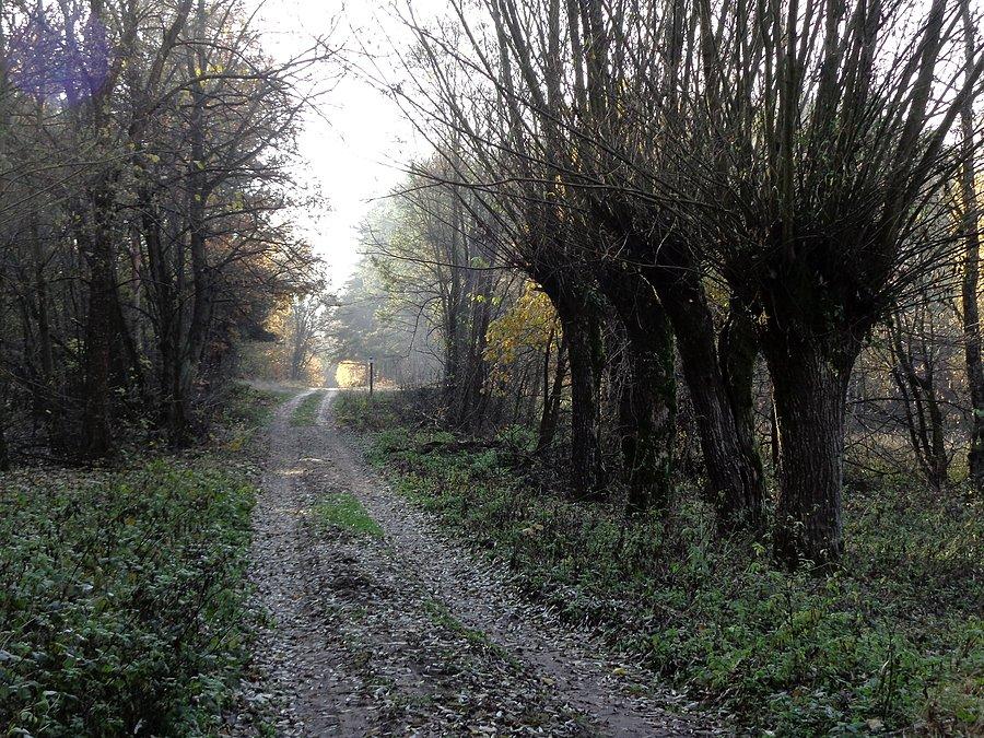 Droga do Korfowego, kolejnej likwidowanej wsi. Kampinoski PN