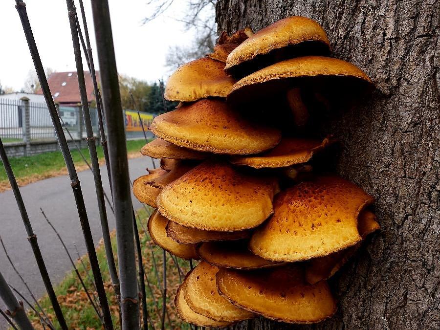 Grzybki w okolicy Kobylanki